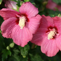 Lil' Kim® Red Rose Of Sharon