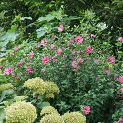 Lil' Kim® Red Rose Of Sharon -Florist Shop Hibiscus Lil Kim Red 4