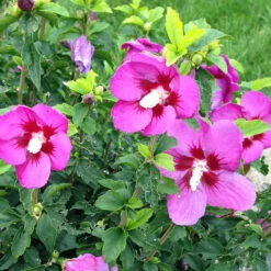 Lil' Kim® Violet Rose Of Sharon -Florist Shop Hibiscus Lil Kim Violet 4