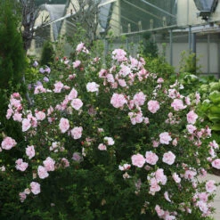 Pink Chiffon® Rose Of Sharon -Florist Shop Hibiscus Pink Chiffon 2 P