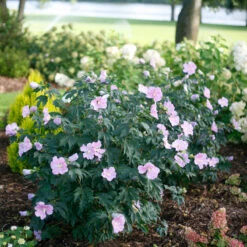 Pollypetite® Rose Of Sharon