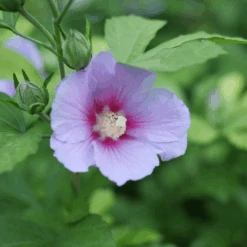 Paraplu Adorned™ Rose Of Sharon -Florist Shop HibiscusParapluAdornedP1207362 1080x1080 3d3bc69