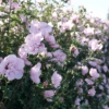 Pink Chiffon® Rose Of Sharon