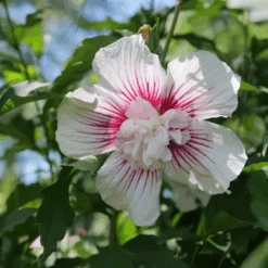 Starblast Chiffon™ Rose Of Sharon -Florist Shop HibiscusStarblastChiffonP1207168 1080x1080 117fe33