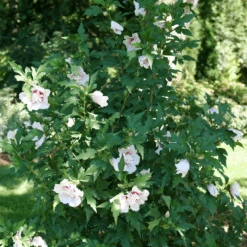 Starblast Chiffon™ Rose Of Sharon -Florist Shop HibiscusStarblastChiffonP1218090 1080x1080 5fa52ec
