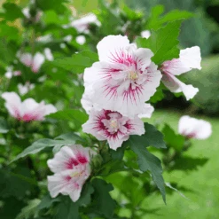 Starblast Chiffon™ Rose Of Sharon -Florist Shop HibiscusStarblastChiffonP1228655 1080x1080 fa86a44