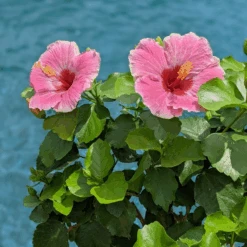 Hollywood Hibiscus™ America's Sweetheart™ Tropical Hibiscus 7 Hollywood Hibiscus™ America's Sweetheart™ Tropical Hibiscus -Florist Shop Hibiscusrosa sinensisHollywoodAmericasSweetheartPool4 800x800 827728e
