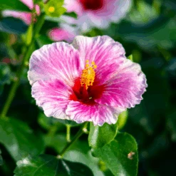 Hollywood Hibiscus™ America's Sweetheart™ Tropical Hibiscus