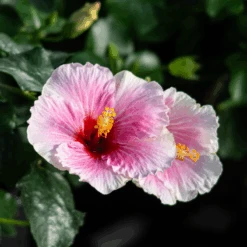 Hollywood Hibiscus™ America's Sweetheart™ Tropical Hibiscus 6 Hollywood Hibiscus™ America's Sweetheart™ Tropical Hibiscus -Florist Shop Hibiscusrosa sinensisHollywoodAmericasSweetheart 4 800x800 1c63a6e