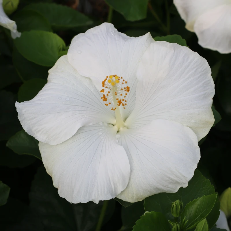 Hollywood Hibiscus™ Earth Angel™ Tropical Hibiscus 2 Hollywood Hibiscus™ Earth Angel™ Tropical Hibiscus - Image 2