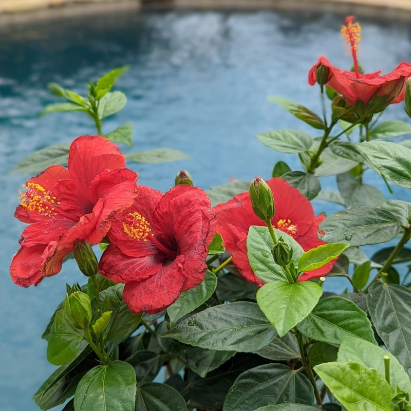 Hollywood Hibiscus™ Hot Shot™ Tropical Hibiscus 1 Hollywood Hibiscus™ Hot Shot™ Tropical Hibiscus