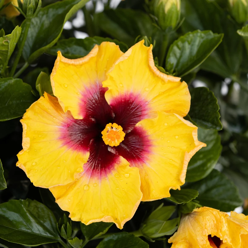 Hollywood Hibiscus™ Rico Suave™ Tropical Hibiscus 3 Hollywood Hibiscus™ Rico Suave™ Tropical Hibiscus - Image 3