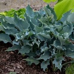 Shadowland® 'Waterslide' Hosta -Florist Shop Hosta Waterslide 2 P