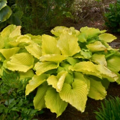 Shadowland® 'Coast To Coast' Hosta -Florist Shop Hosta Coast to Coast 3 P
