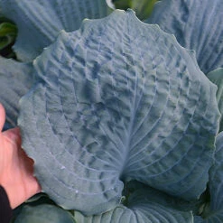 Shadowland® 'Diamond Lake' Hosta 7 Shadowland® 'Diamond Lake' Hosta -Florist Shop Hosta Diamond Lake 1 P