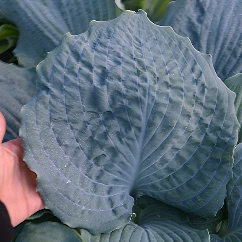 Shadowland® 'Diamond Lake' Hosta 3 Shadowland® 'Diamond Lake' Hosta - Image 3