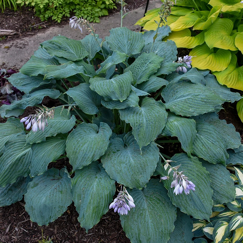 Shadowland® 'Diamond Lake' Hosta 2 Shadowland® 'Diamond Lake' Hosta - Image 2