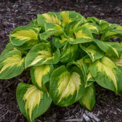Shadowland® 'Etched Glass' Hosta -Florist Shop Hosta Etched Glass 2 P