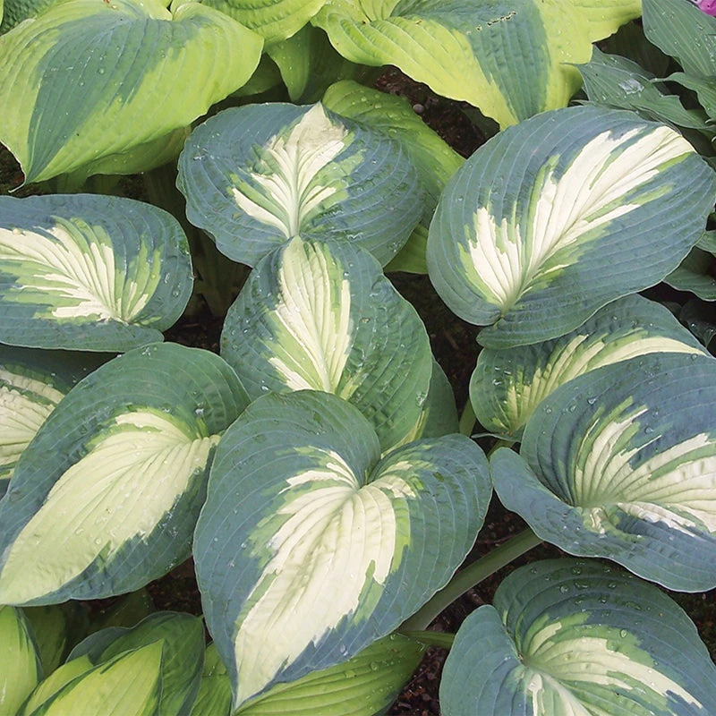 Shadowland® 'Hudson Bay' Hosta 2 Shadowland® 'Hudson Bay' Hosta - Image 2