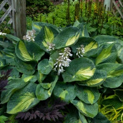 Shadowland® 'Hudson Bay' Hosta 8 Shadowland® 'Hudson Bay' Hosta -Florist Shop Hosta Hudson Bay 2 P