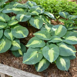 Shadowland® 'Hudson Bay' Hosta 10 Shadowland® 'Hudson Bay' Hosta -Florist Shop Hosta Hudson Bay 4 P