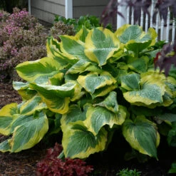 Shadowland® 'Seducer' Hosta -Florist Shop Hosta Seducer 3 P