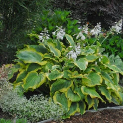 Shadowland® 'Seducer' Hosta -Florist Shop Hosta Seducer 4 P