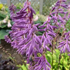 Front Page -Florist Shop Hosta TimeinaBottle Hosta 1