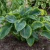 Shadowland® 'Wu-La-La' Hosta