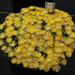 Hot Cakes® 'Banana Blast' Ice Plant -Florist Shop Hot cakes banana blast delosperma ice plant 3 P sw