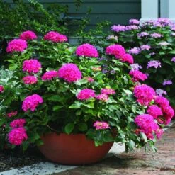 Cityline® Paris Bigleaf Hydrangea -Florist Shop Hydrangea Cityline Paris 3 P sw