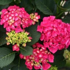 Cityline® Paris Bigleaf Hydrangea -Florist Shop Hydrangea Cityline Paris 4 P sw