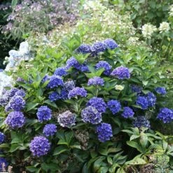 Cityline® Venice Bigleaf Hydrangea -Florist Shop Hydrangea Cityline Venice 2 P sw