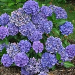 Cityline® Venice Bigleaf Hydrangea -Florist Shop Hydrangea Cityline Venice 3 P sw