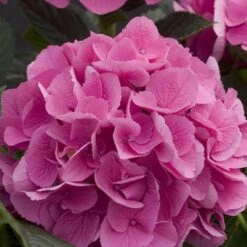 Cityline® Venice Bigleaf Hydrangea -Florist Shop Hydrangea Cityline Venice 4 P sw
