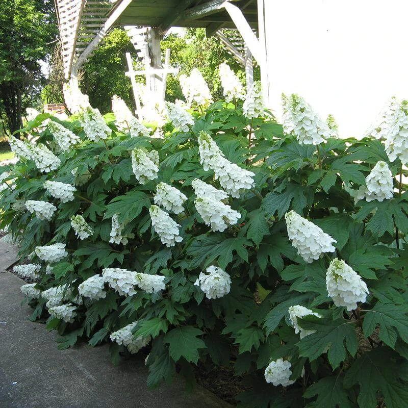 Gatsby Gal® Oakleaf Hydrangea 2 Gatsby Gal® Oakleaf Hydrangea - Image 2