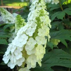 Gatsby Gal® Oakleaf Hydrangea 6 Gatsby Gal® Oakleaf Hydrangea -Florist Shop Hydrangea Gatsby Gal 3 P sw