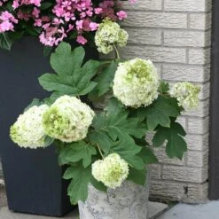 Gatsby Moon® Oakleaf Hydrangea -Florist Shop Hydrangea Gatsby Moon 3 P sw