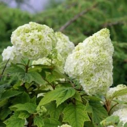 Gatsby Moon® Oakleaf Hydrangea -Florist Shop Hydrangea Gatsby Moon 5 P sw