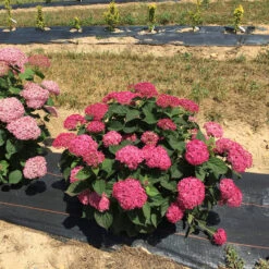 Invincibelle® Ruby Smooth Hydrangea -Florist Shop Hydrangea Invincibelle Ruby 4 P