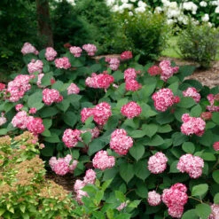 Invincibelle® Ruby Smooth Hydrangea -Florist Shop Hydrangea Invincibelle Ruby 5 P