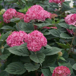 Invincibelle® Ruby Smooth Hydrangea -Florist Shop Hydrangea Invincibelle Ruby 6 P