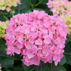 Let's Dance® Blue Jangles® Bigleaf Hydrangea 10 Let's Dance® Blue Jangles® Bigleaf Hydrangea -Florist Shop Hydrangea Lets Dance Blue Jangles 4 P