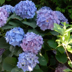 Let's Dance® Blue Jangles® Bigleaf Hydrangea 11 Let's Dance® Blue Jangles® Bigleaf Hydrangea -Florist Shop Hydrangea Lets Dance Blue Jangles 5 P