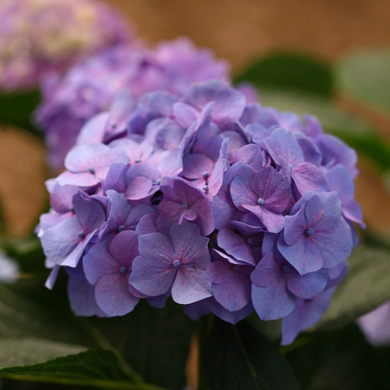 Let's Dance® Blue Jangles® Bigleaf Hydrangea 6 Let's Dance® Blue Jangles® Bigleaf Hydrangea - Image 6