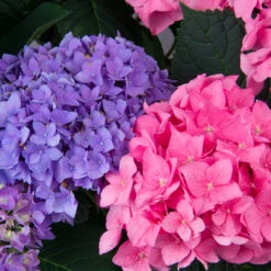 Let's Dance® Rhythmic Blue® Bigleaf Hydrangea -Florist Shop Hydrangea Lets Dance Rhythmic Blue 3 P