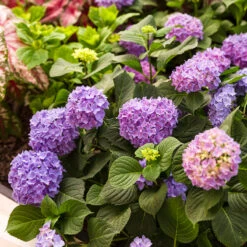 Let's Dance® Rhythmic Blue® Bigleaf Hydrangea -Florist Shop Hydrangea Lets Dance Rhythmic Blue 4 P