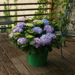 Let's Dance® Rhythmic Blue® Bigleaf Hydrangea -Florist Shop Hydrangea Lets Dance Rhythmic Blue 5 P