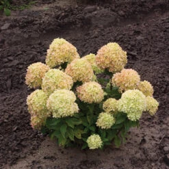 Little Lime® Panicle Hydrangea -Florist Shop Hydrangea Little Lime 1 P