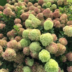 Little Lime® Panicle Hydrangea -Florist Shop Hydrangea Little Lime 4 P